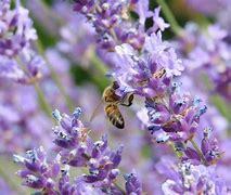 Les bienfaits de l'hysope pour soulager l'asthme