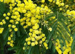 Lose Weight With Acacia Leaves