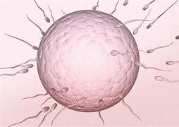 Traitement Naturel Pour Soigner L'Oligospermie